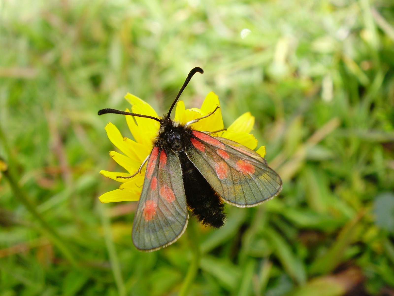 fleurs papillon