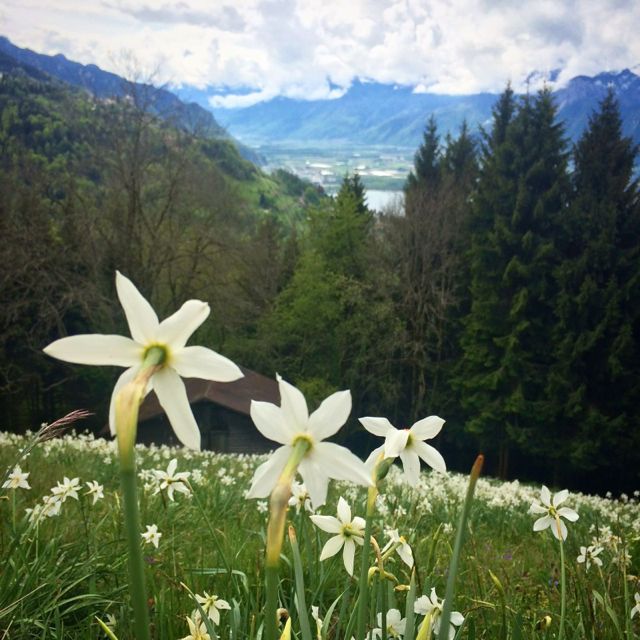 fleurs narcisse