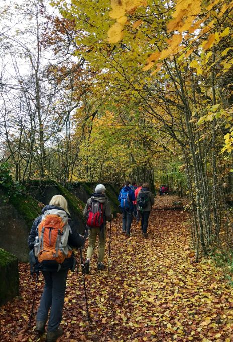 bois des chêne1.jpg