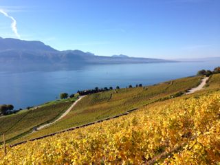 lavaux