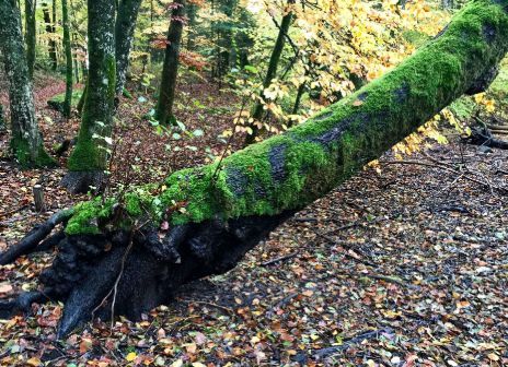 bois des chênes 2.jpg