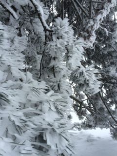 neige sapins