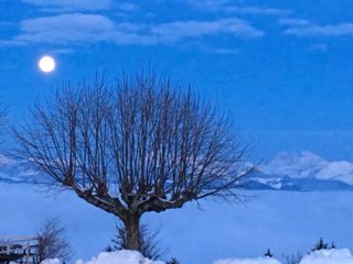 raquette saleve arbre lune