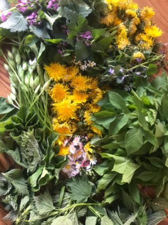 diverses plantes.JPG